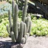 Echinopsis_litoralis